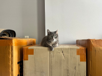 gray cat laying on moving boxes, photo taken by Frankie Boyko